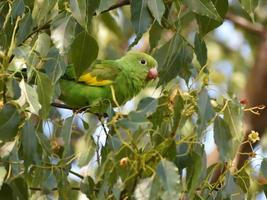 giallo-chevron parrocchetto brotogeris chiri, nel il selvaggio foto