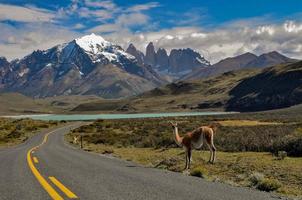 guanaco lama guanico a torres del paine nazionale parco foto