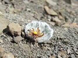 minuscolo giallo Fiore di campo alto su nel il patagonia ande foto