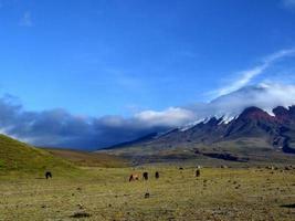 selvaggio cavalli a il piede di vulcano cotopaxi, ecuador foto