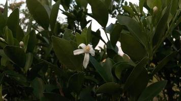 arancia, Limone, mandarino albero fiore. bianca primavera fiore foto