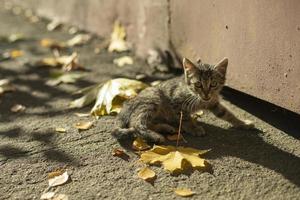 gattino nel il autunno. carino animale domestico scherza nel il cortile. il gatto era perduto. foto