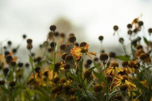 giallo fiori nel autunno. giardino impianti. naturale sfondo. foto