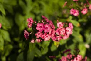 fiori nel giardino. estate impianti. fiore germoglio su verde sfondo. foto