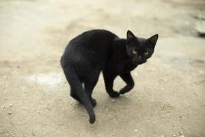 un' nero gatto su il strada. un' vagante gatto su il marciapiede. foto