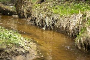 un' ruscello nel il foresta. fresco acqua flussi attraverso un' naturale canale. foto