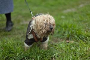 un' cane su un' guinzaglio passeggiate su il erba. animale domestico cane di un' piccolo razza. un vecchio cane su il strada. foto