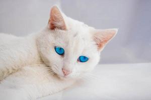 un' bianca gatto con un' rosa naso e blu occhi bugie su un' bianca sfondo foto