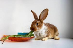 un' piccolo Marrone coniglio con bianca macchie è mangiare dente di leone le foglie su il davanzale. Pasqua celebrazione, Pasqua coniglietto. un' bellissimo animale domestico. peloso animale, pelliccia foto