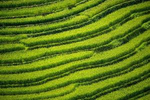terrazza del riso in vietnam