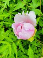 albero peonie. bellissimo rosa fiore nel il giardino foto