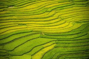 terrazza del riso in vietnam