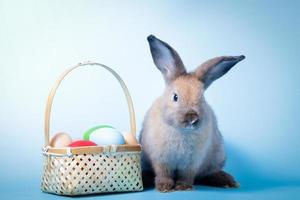 carino coniglio, leggero Marrone pelliccia con Pasqua uova. blu sfondo. vertebrati siamo mammiferi. Pasqua concetto. foto