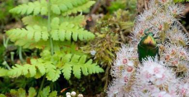 rosa chafer - cetonia aurata - su fiori di spirea bumalda foto