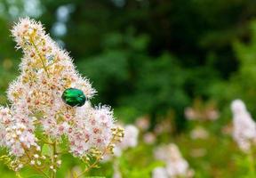 rosa chafer -cetonio aurata- su fiori di spirea bumalda foto