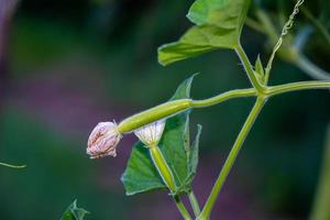 poco cucurbita siamo in crescita nuovo foto