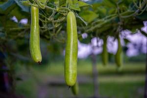 zucca lagenaria sacrario frutta a partire dal verdura giardino. localmente conosciuto come bottiglia zucca, bianca fiorito zucca, lungo melone, nuovo Guinea fagiolo tasmania fagiolo. Ritaglia piantato e coltivato a azienda agricola foto