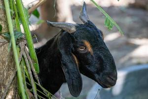 ritratto di un' giovane nero capra a il azienda agricola foto