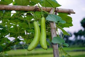 zucca lagenaria sacrario frutta a partire dal verdura giardino. localmente conosciuto come bottiglia zucca, bianca fiorito zucca, lungo melone, nuovo Guinea fagiolo tasmania fagiolo. Ritaglia piantato e coltivato a azienda agricola foto