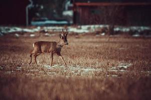 selvaggio capriolo cervo foto