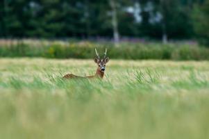 selvaggio capriolo cervo foto