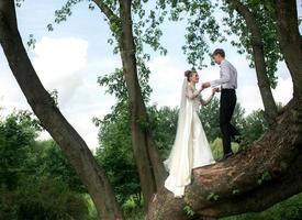 sposi sull'albero foto