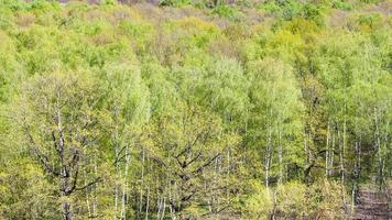 panoramico Visualizza di verde alberi nel parco nel primavera foto