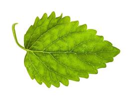 verde foglia di Limone balsamo erba isolato foto