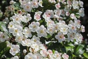 bellissimi alberi di ciliegio e susino in fiore durante la primavera con fiori colorati foto