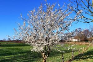 bellissimi alberi di ciliegio e susino in fiore durante la primavera con fiori colorati foto