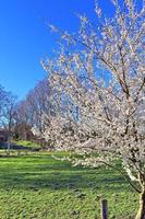 bellissimi alberi di ciliegio e susino in fiore durante la primavera con fiori colorati foto