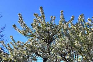 bellissimi alberi di ciliegio e susino in fiore durante la primavera con fiori colorati foto