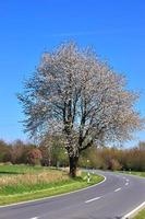 bellissimi alberi di ciliegio e susino in fiore durante la primavera con fiori colorati foto