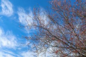 bellissimi alberi di ciliegio e susino in fiore durante la primavera con fiori colorati foto