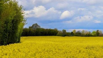 giallo campo di fioritura stupro e albero contro un' blu cielo con nuvole, naturale paesaggio sfondo con copia spazio, Germania Europa foto