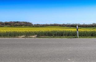 giallo campo di fioritura stupro e albero contro un' blu cielo con nuvole, naturale paesaggio sfondo con copia spazio, Germania Europa foto