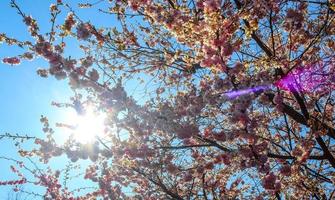 bellissimi alberi di ciliegio e susino in fiore durante la primavera con fiori colorati foto