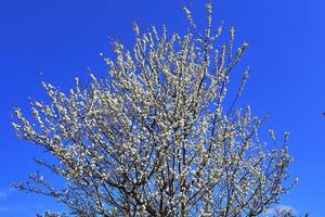 bellissimi alberi di ciliegio e susino in fiore durante la primavera con fiori colorati foto