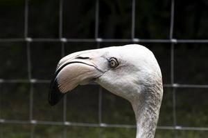 vicino su ritratto testa fenicotteri nel zoo foto