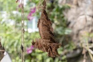 vicino su farfalla pupa fatto di le foglie foto