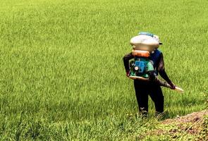 agricoltori siamo iniettare pesticidi proteggere impianti a riso i campi foto