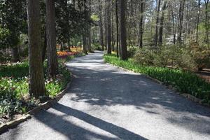 tranquillo fiorito foresta passerella sentiero foto