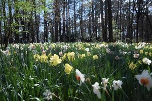 tulipani nel il foresta, garvina bosco giardini, Arkansas foto