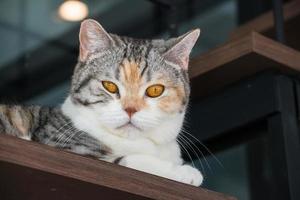 il americano wirehair gatto guardare per telecamera. foto