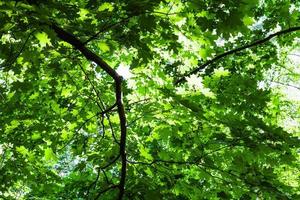 lussureggiante verde fogliame di acero albero nel foresta foto