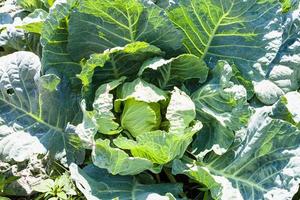 cavolo nel verdura giardino nel soleggiato estate giorno foto