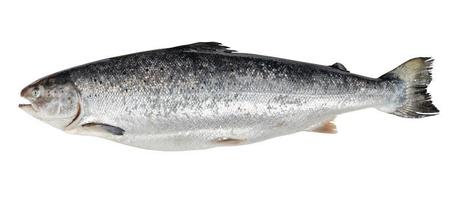 crudo atlantico salmone a partire dal Faroe isole isolato foto