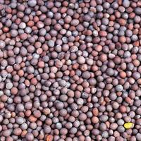 Marrone semi di brassica negra mostarda vicino su foto