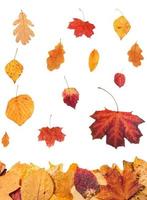 collage a partire dal caduta le foglie isolato su bianca foto