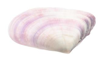 viola conchiglia di mollusco isolato su bianca foto